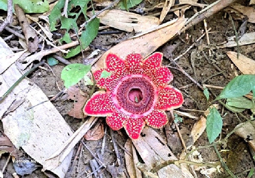Rare Himalayan sapria discovered in Phong Nha – Ke Bang forest